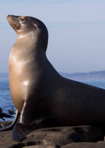 Seal photo