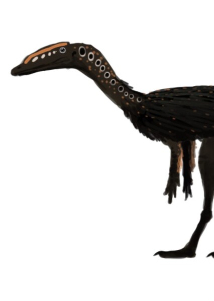 Segisaurus photo