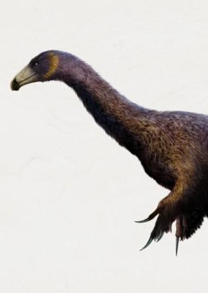 Segnosaurus photo