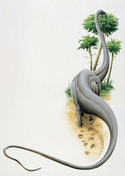 Seismosaurus photo