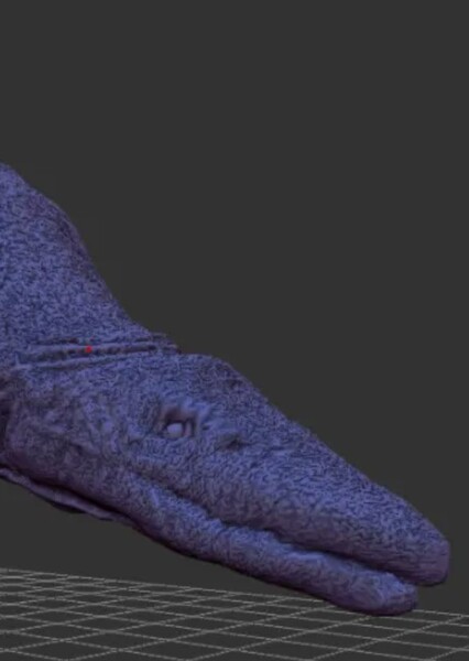 Selmasaurus photo