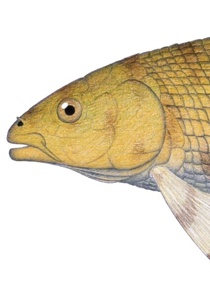 Semionotus