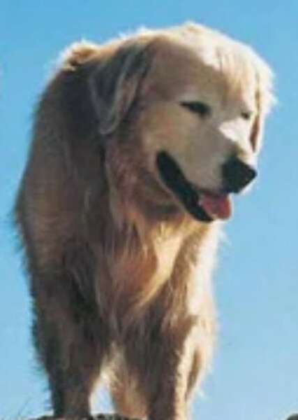 Shadow (Homeward Bound)