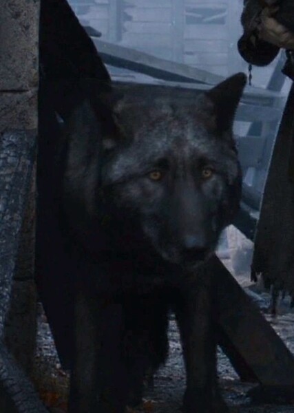 Shaggydog (Game of Thrones)