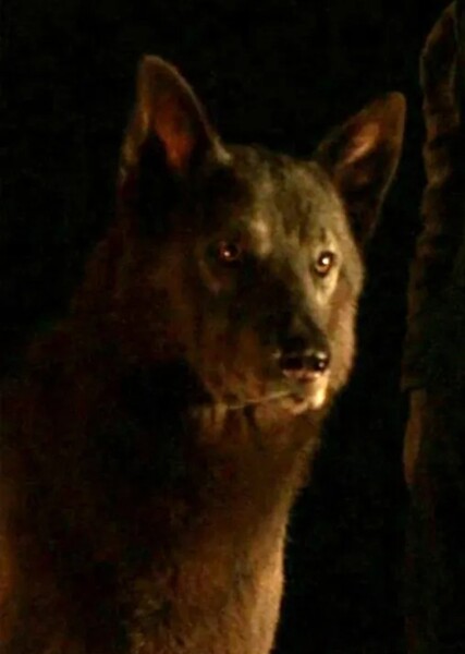 Shaggydog (Game of Thrones) photo