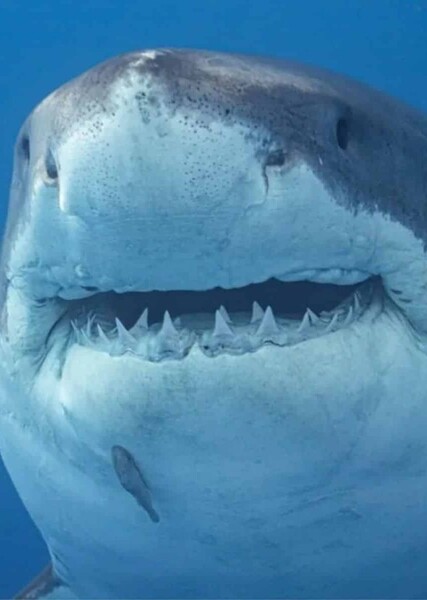 Shark photo
