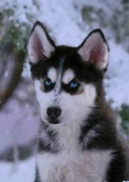 Shasta (Air buddies)