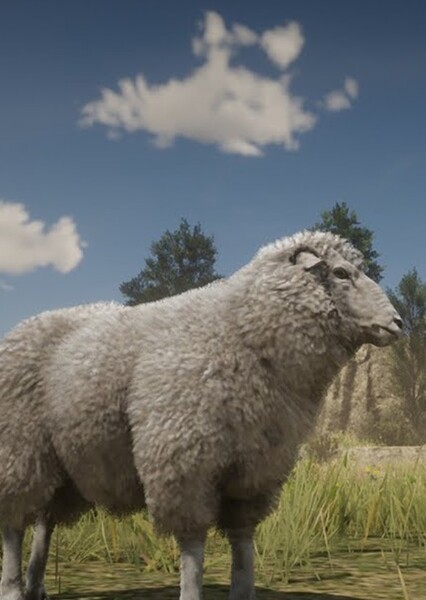 Sheep photo