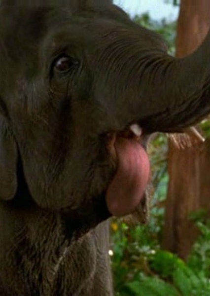Shep (George of the Jungle) photo