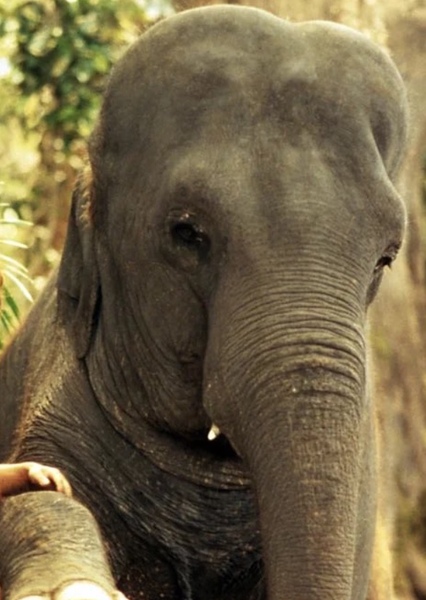 Shep (George of the Jungle) photo