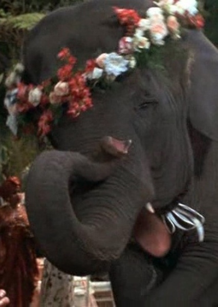 Shep (George of the Jungle) photo