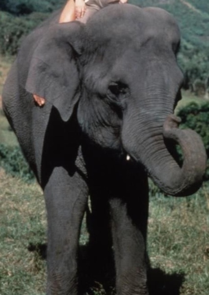 Shep (George of the Jungle) photo