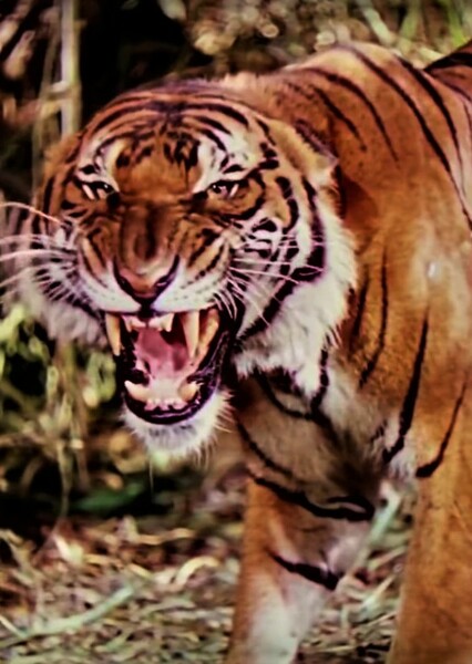 Shere Khan photo
