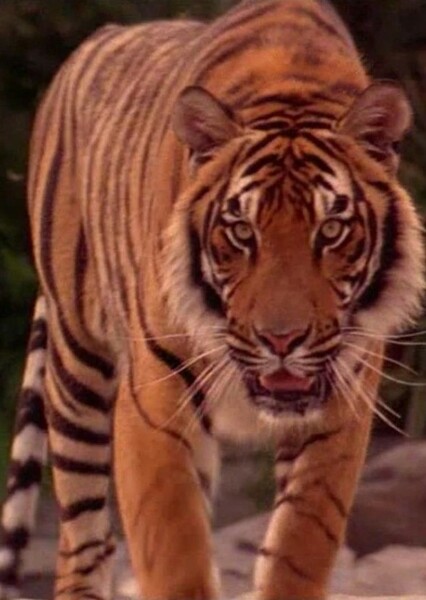 Shere Khan photo