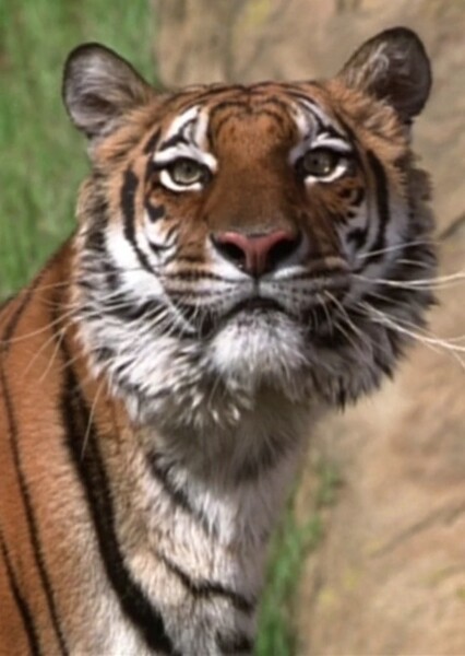 Shere Khan photo