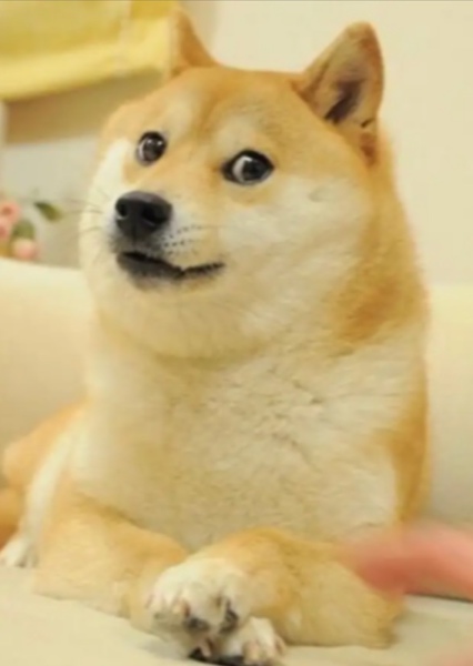 Shiba Inu photo