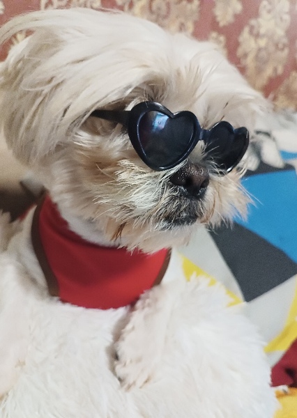 Shih Tzu