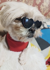 Shih Tzu