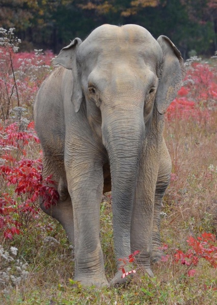 Shirley the Elephant photo