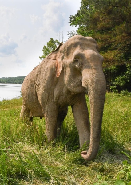 Shirley the Elephant photo