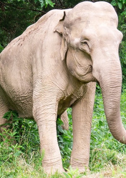 Shirley the Elephant photo