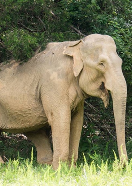 Shirley the Elephant photo