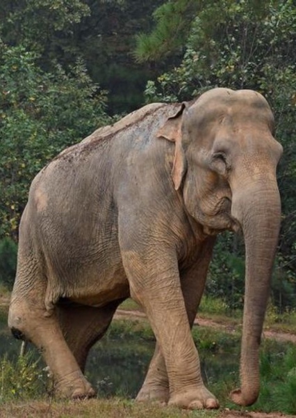 Shirley the Elephant photo