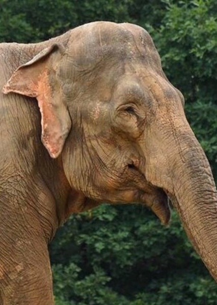 Shirley the Elephant photo
