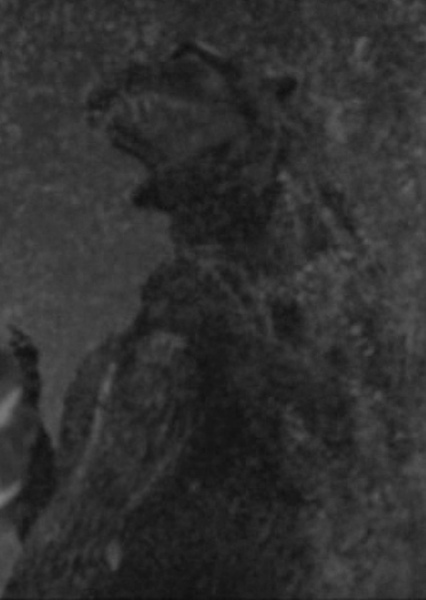 ShodaiGoji photo