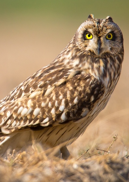 Short-eared Owl photo