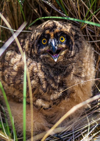 Short-eared Owl photo