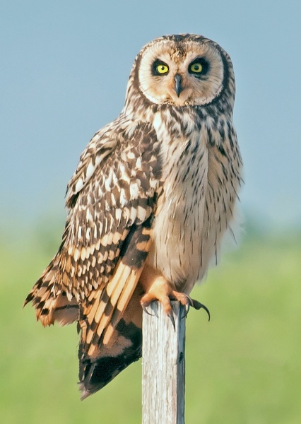 Short-eared Owl photo