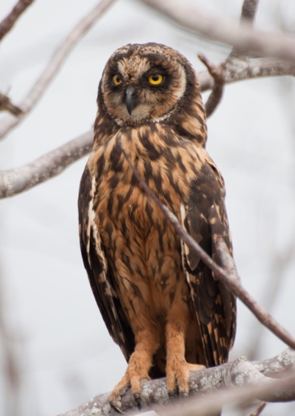 Short-eared Owl photo