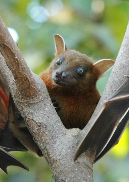 Short-Nosed Fruit Bat