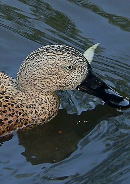 Shoveler