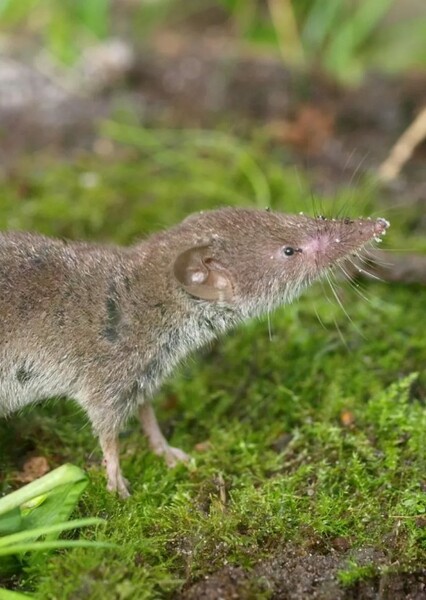 Shrewster photo