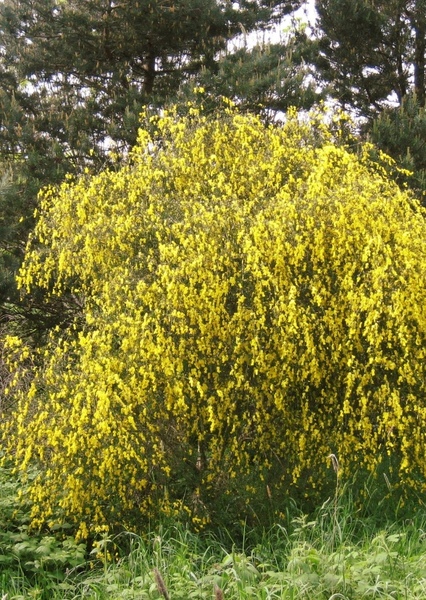 Shrub