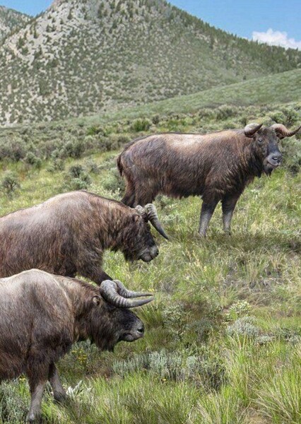Shrub Ox