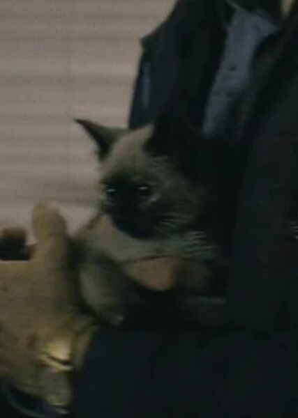 Siamese Cat photo