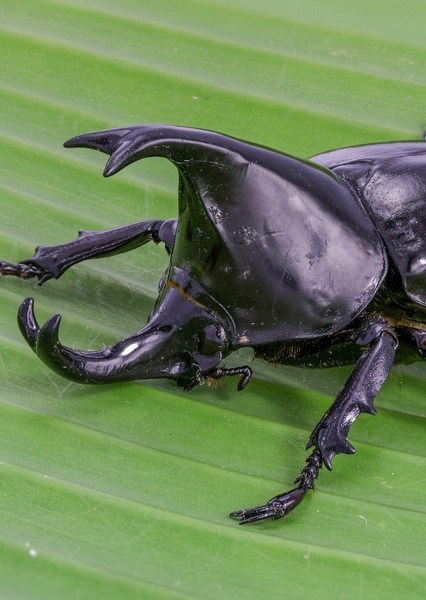 Siamese Rhinoceros Beetle