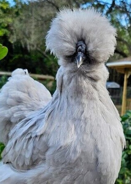 Silkie (Chicken)