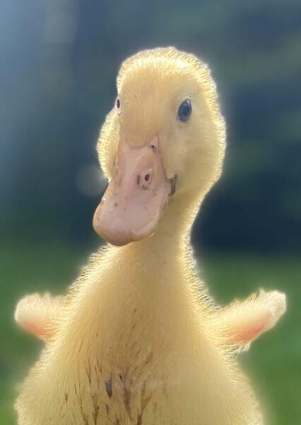 Silly Duck