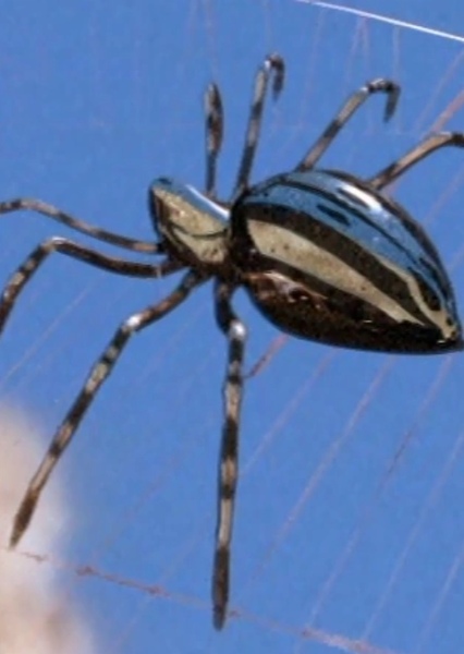 Silver Spider