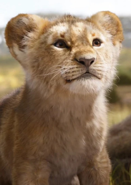 Simba photo