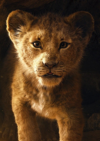 Simba photo