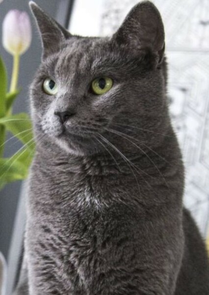 Simba the Cat