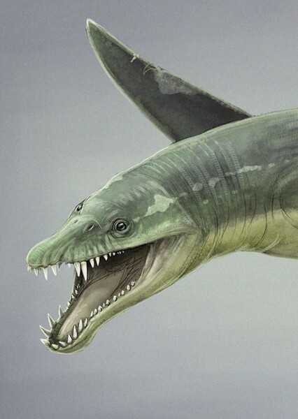 Simolestes photo