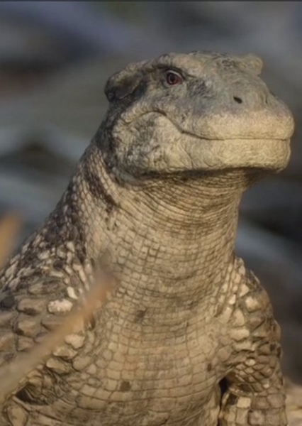 Simosuchus