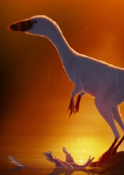 Sinocalliopteryx photo