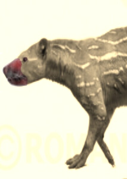 Sinopa Ethiopica